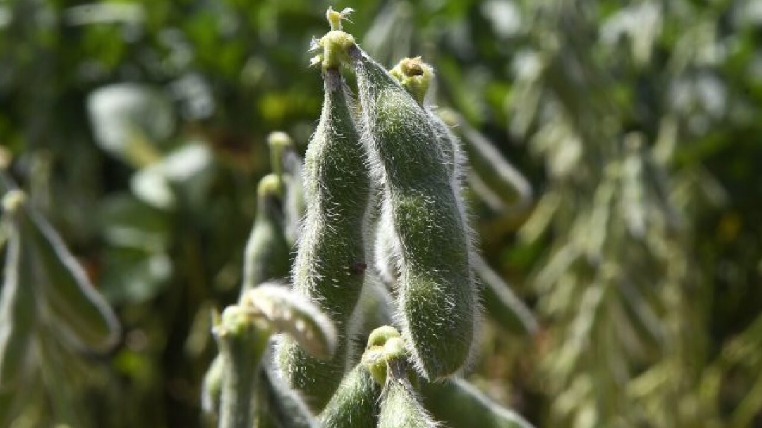 Cadastro obrigatório do plantio da safra 25/26 termina amanhã