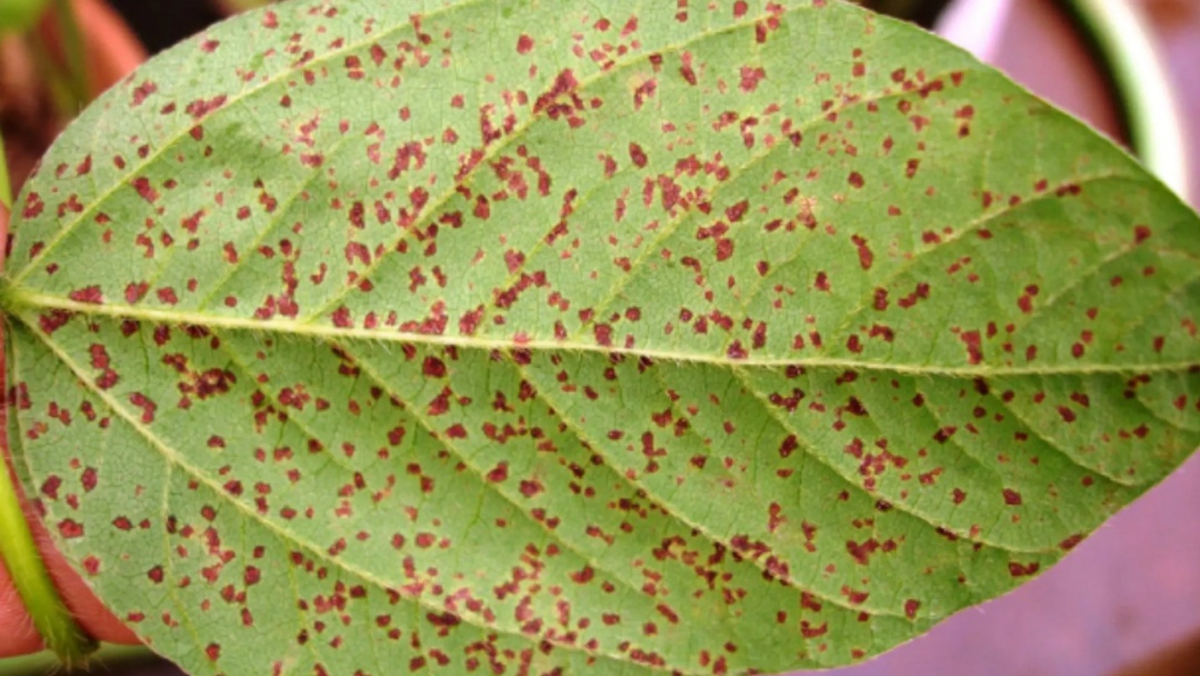 Com 46 registros, MS concentra a 2ª maior alta de ferrugem asiática do país