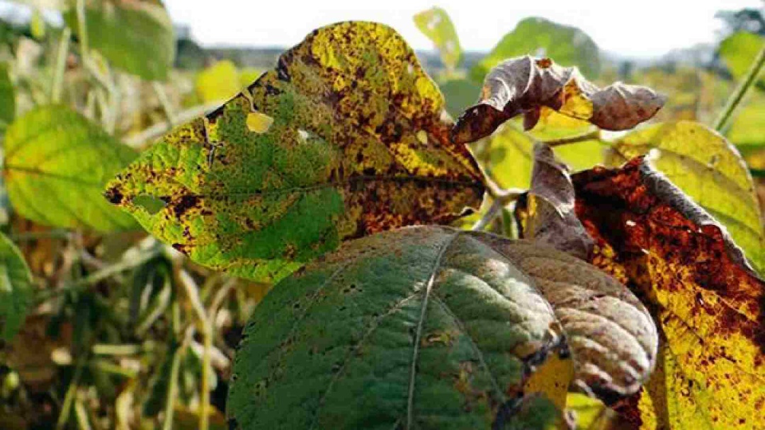 2&ordf; maior alta do pa&iacute;s: casos de ferrugem asi&aacute;tica sobem para 54