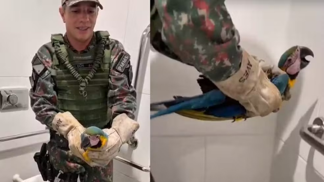 Arara é resgatada dentro de banheiro de fábrica