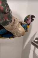 Arara &eacute; resgatada dentro de banheiro de f&aacute;brica 
