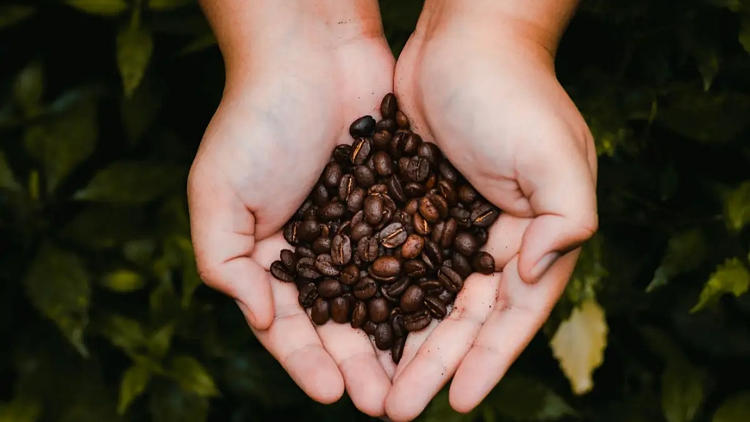 Volume cai 20,8%, porém exportação de café rende US$ 15,5 bilhões, recorde da série