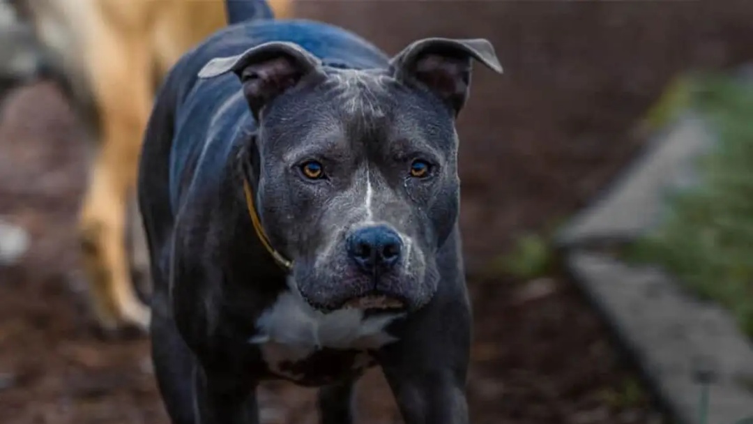 Grávida é atacada por pitbull solto na rua e tutora é presa