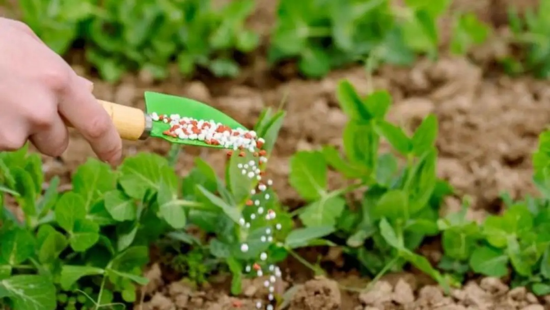 Bioinsumos são 73% dos pedidos de patente ao INPI