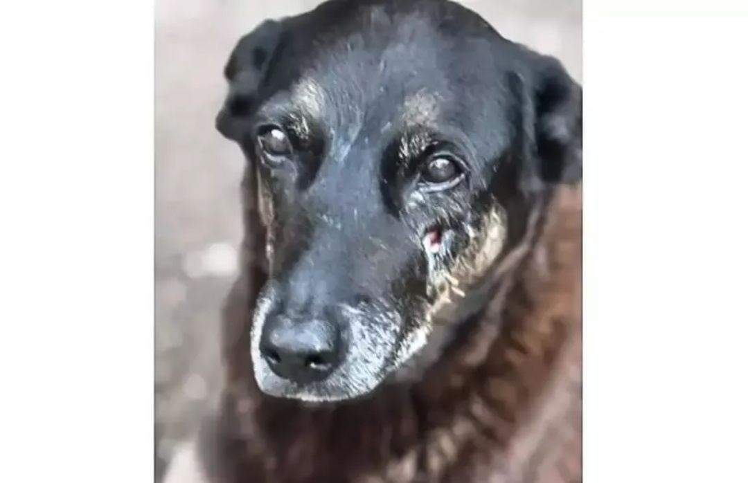 Saiba que san&ccedil;&otilde;es podem ser aplicadas a jovens que mataram c&atilde;o Orelha