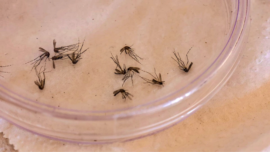 Em apenas 3 semanas, Sidrolândia registra 71% dos casos de Chikungunya de 2025