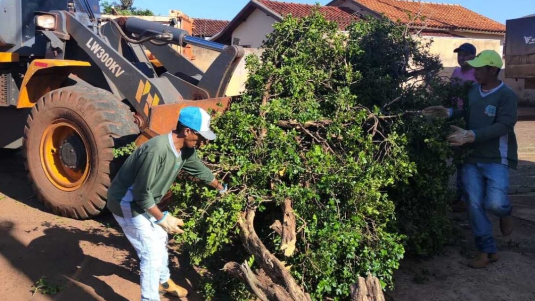 Em um mês, Sidrolândia já erradicou mil mudas de murta e ainda precisa remover outras duas mil