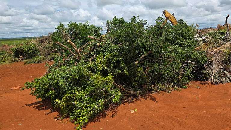 Em cinco anos, murta passa de s&iacute;mbolo de sustentabilidade a obst&aacute;culo para nova cadeia produtiva em Sidrol&acirc;ndia