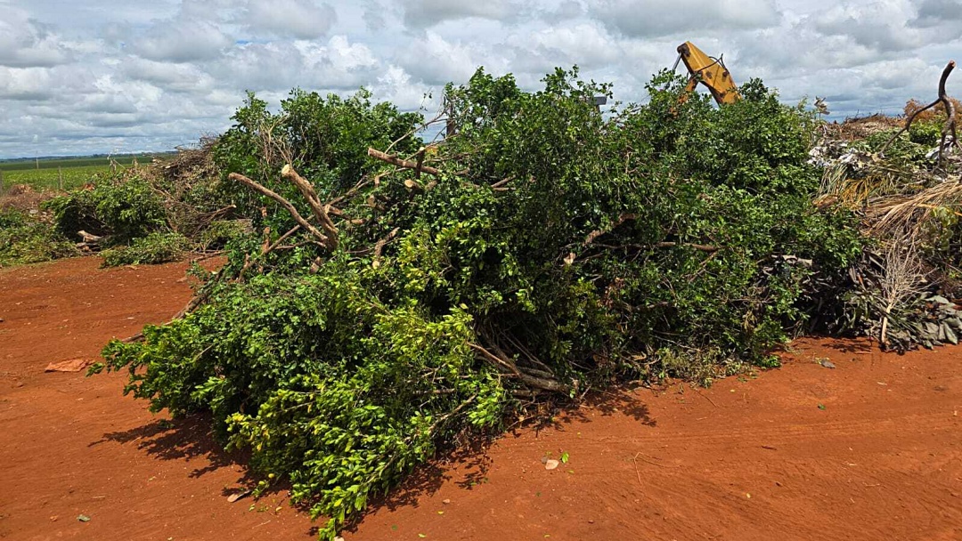 Em cinco anos, murta passa de s&iacute;mbolo de sustentabilidade a obst&aacute;culo para nova cadeia produtiva em Sidrol&acirc;ndia