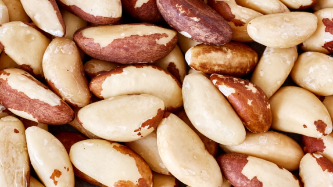 Brasil abre exporta&ccedil;&atilde;o de castanha-do-Brasil &agrave; Turquia