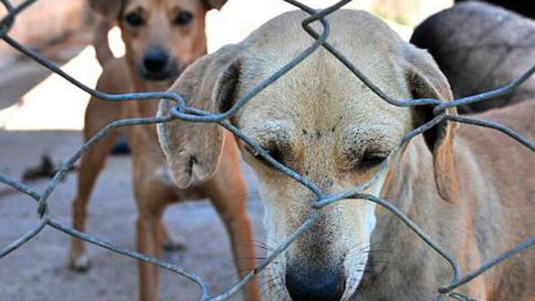 Senadores querem endurecer puni&ccedil;&atilde;o para maus-tratos a animais