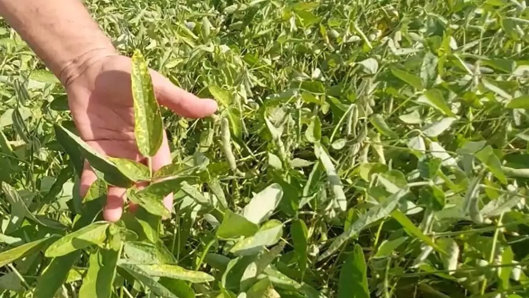 Estiagem severa atinge mais de 640 mil hectares de soja em MS