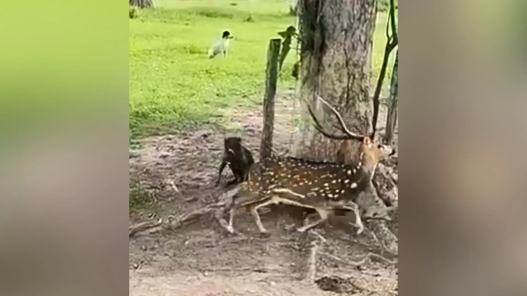 Cervo indiano aparece no Pantanal de Mato Grosso do Sul, ataca touros e vira amea&ccedil;a para o bioma