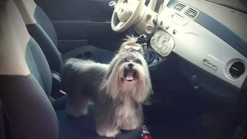 Cachorrinha Mell partiu e foi eternizada em motorhome da fam&iacute;lia