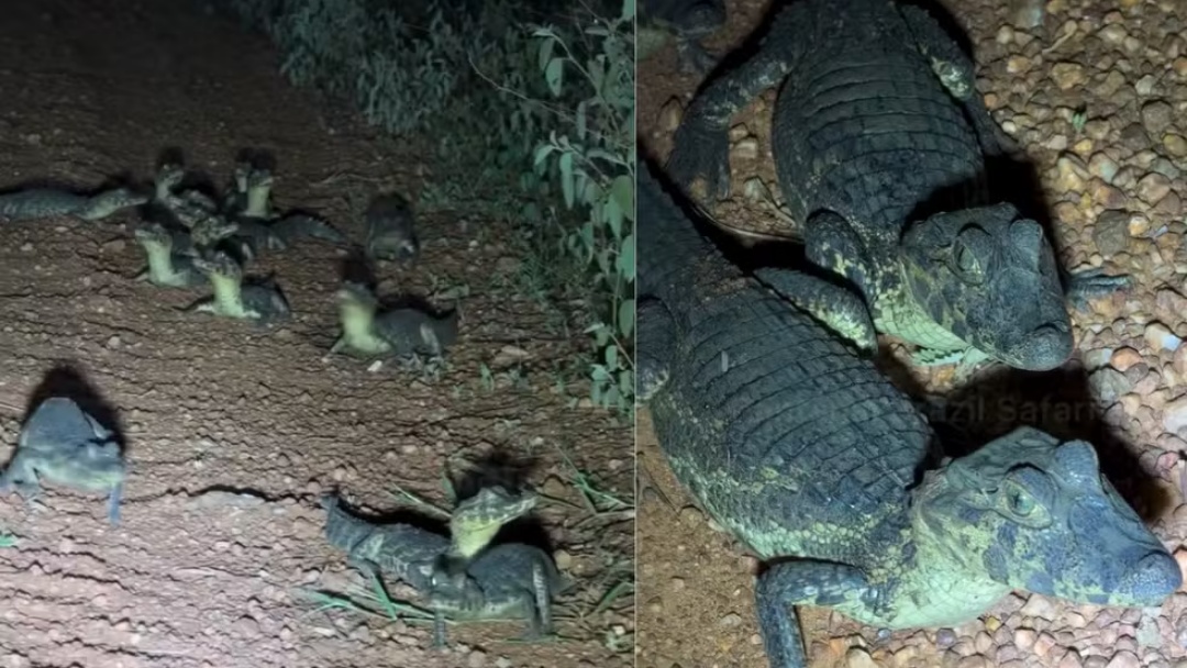 Ninhada de jacar&eacute;s aparece em estrada no Pantanal