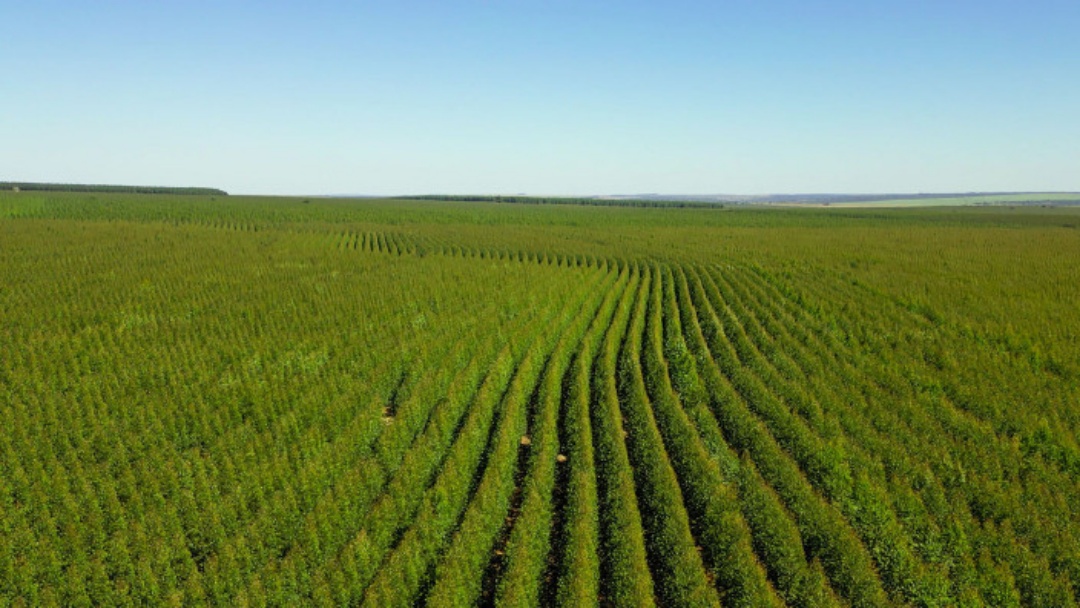 Setor de papel e celulose abre vagas na região do Bolsão