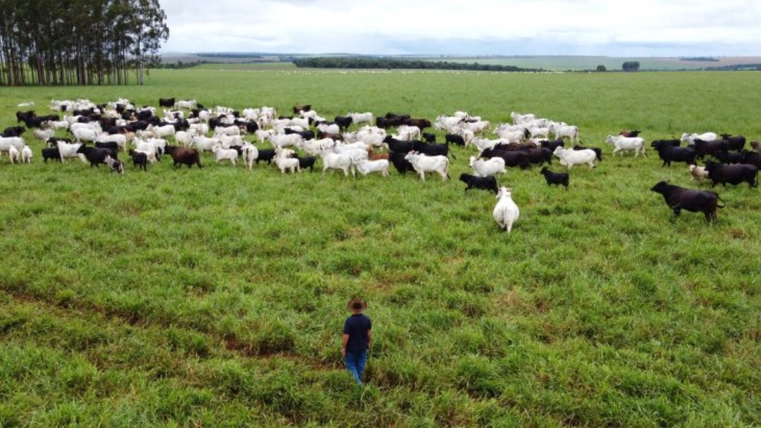 Agro de MS &eacute; o fruto de incentivo, modernidade e sucesso do homem do campo