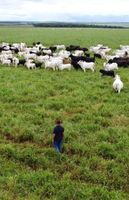 Agro de MS &eacute; o fruto de incentivo, modernidade e sucesso do homem do campo