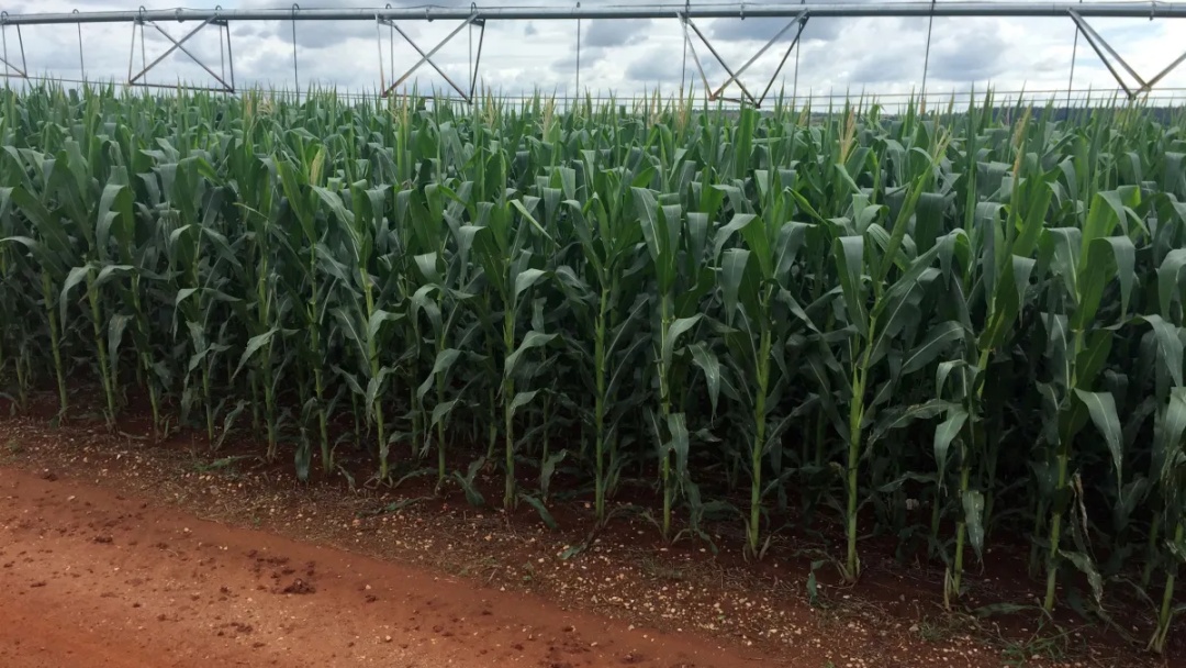 Guerra no Oriente M&eacute;dio n&atilde;o deve afetar exporta&ccedil;&otilde;es de milho