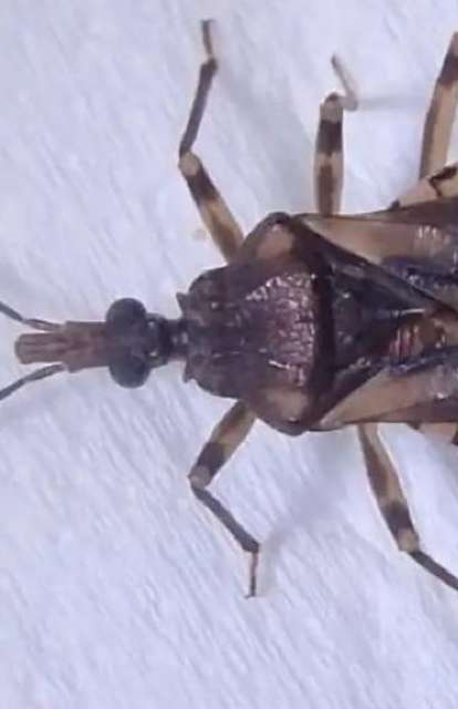 Mato Grosso do Sul mant&eacute;m vigil&acirc;ncia sobre barbeiros