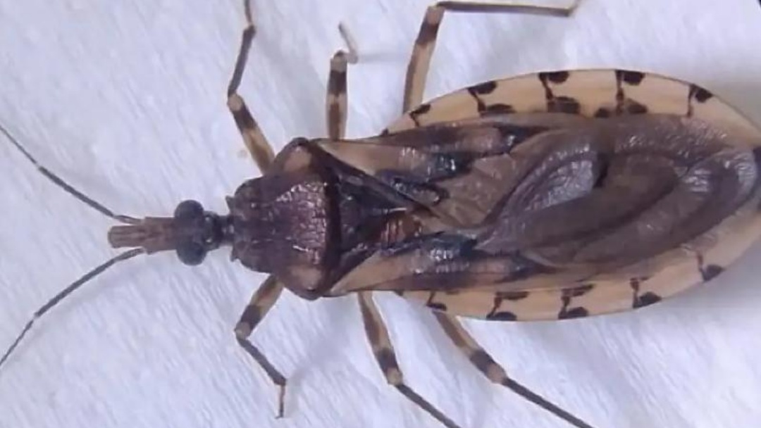 Mato Grosso do Sul mant&eacute;m vigil&acirc;ncia sobre barbeiros