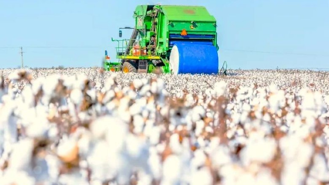 Algod&atilde;o inicia mar&ccedil;o com pre&ccedil;os em alta no mercado interno