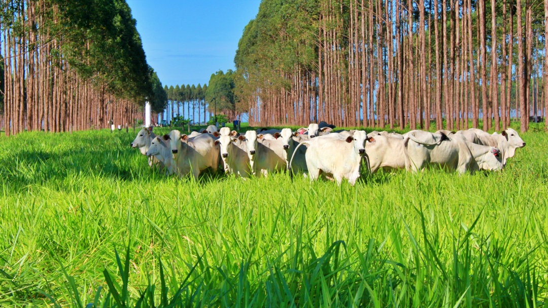 Governo retoma discuss&otilde;es sobre Plano do Clima