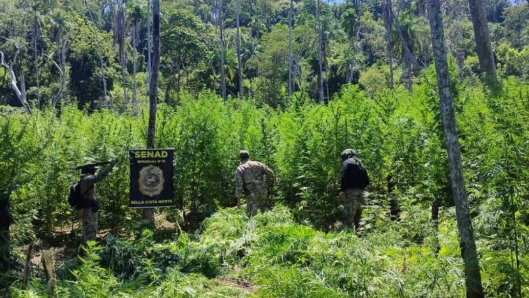Opera&ccedil;&atilde;o destr&oacute;i 18 hectares de planta&ccedil;&otilde;es de maconha na regi&atilde;o de fronteira