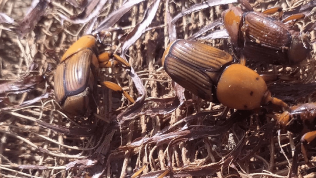 Alerta fitossanit&aacute;rio aponta risco do bicudo-vermelho e refor&ccedil;a medidas de preven&ccedil;&atilde;o no Brasil
