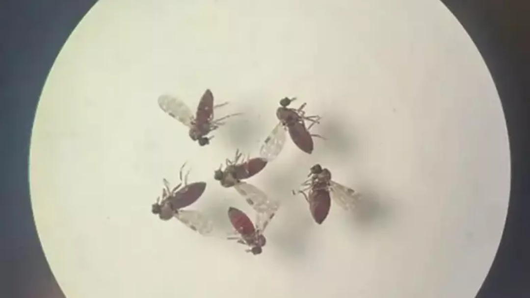 Subnotificados, casos de Oropouche atingem 2% da popula&ccedil;&atilde;o brasileira