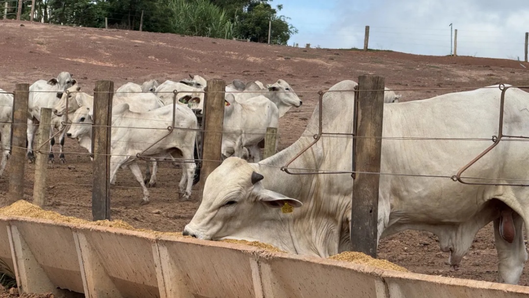 Milho floculado ganha espaço e aumenta eficiência na pecuária