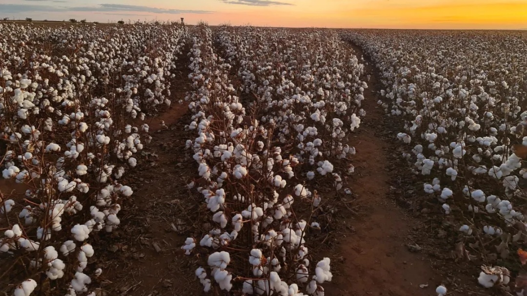 Oferta global de algod&atilde;o equilibra pre&ccedil;os diante da guerra