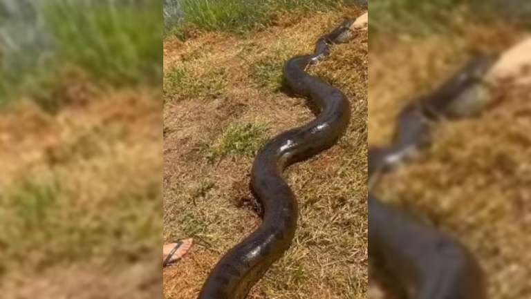 Sucuri gigante &eacute; flagrada pegando cachorro no quintal de casa em Mato Grosso do Sul