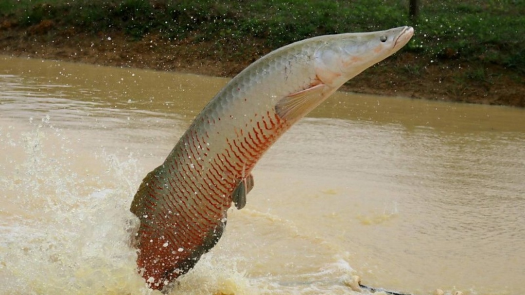 Ibama declara pirarucu esp&eacute;cie invasora e libera abate do peixe fora da Bacia Amaz&ocirc;nica