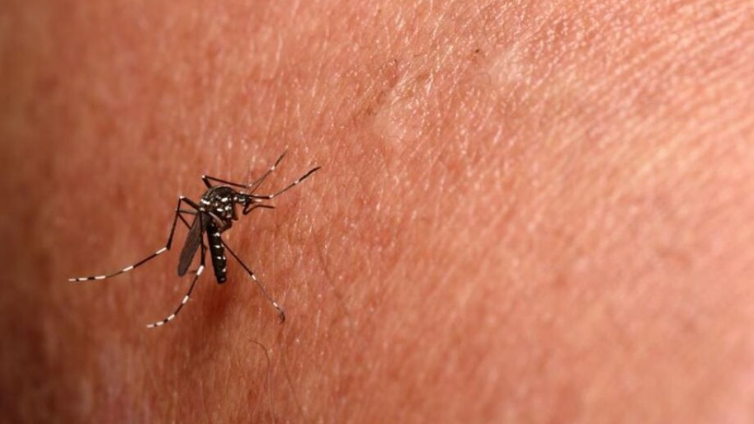 Mato grosso do Sul fecha o mês de março com chikungunya 7 vezes mais letal