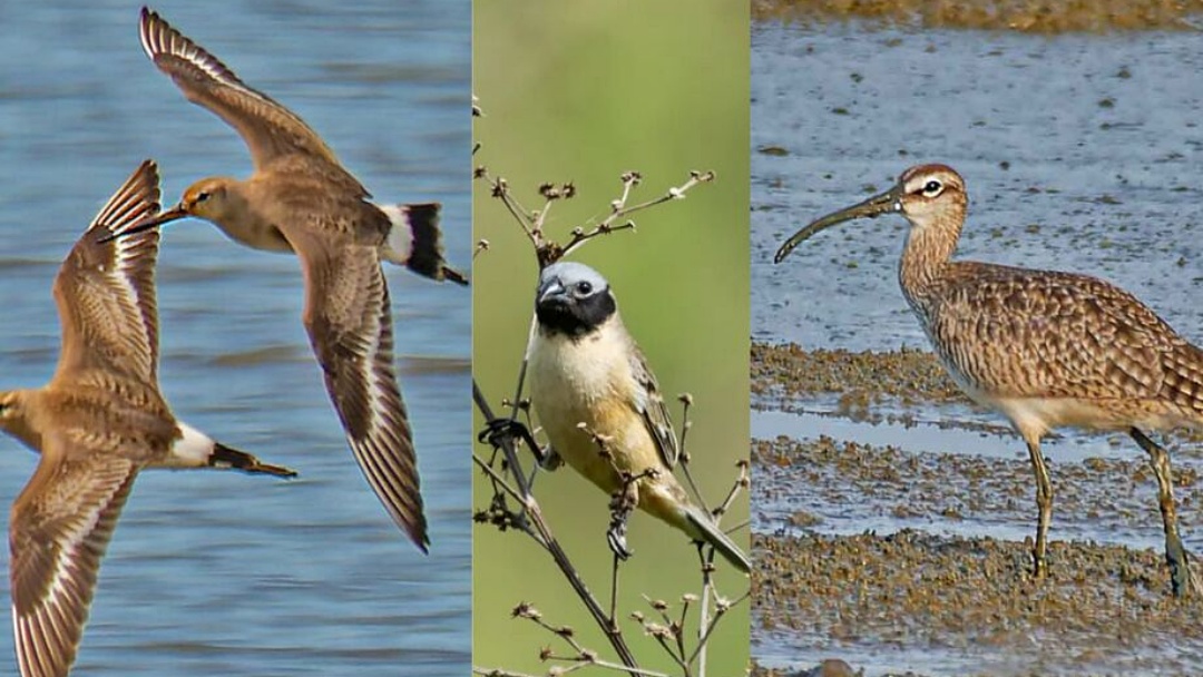 Veja as tr&ecirc;s aves que passam pelo Pantanal inclu&iacute;das em anexos da COP15 na Capital