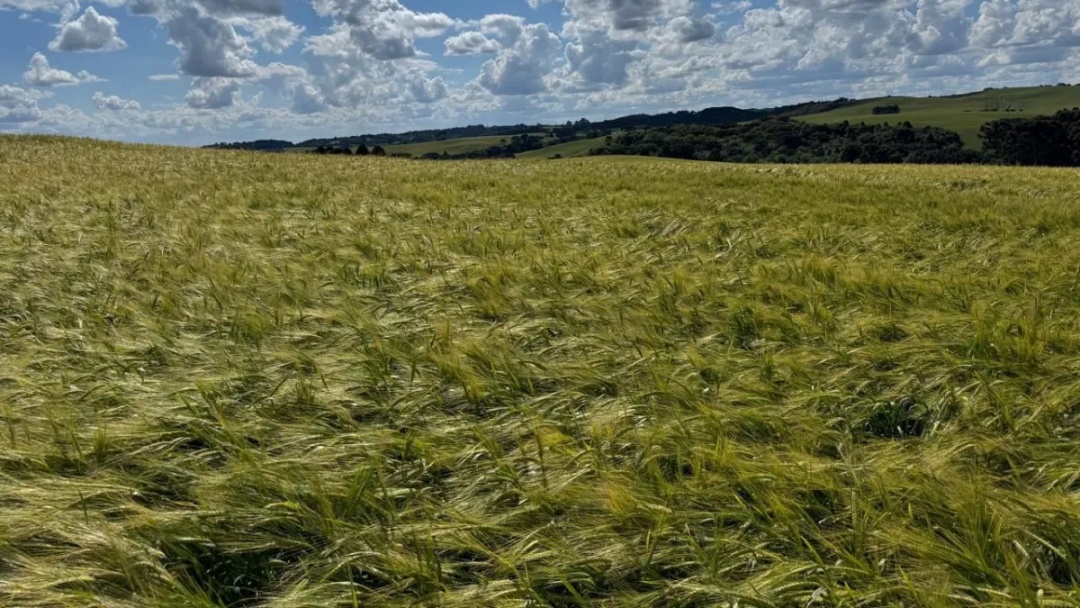 Ambev cria nova pol&iacute;tica e incentiva produ&ccedil;&atilde;o de cevada no Sul