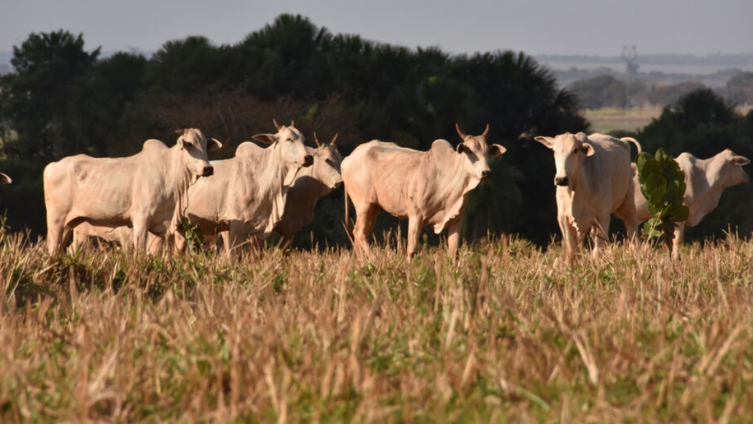 Arroba atinge R$ 338 após alta de 10% e China pode impulsionar novos aumentos