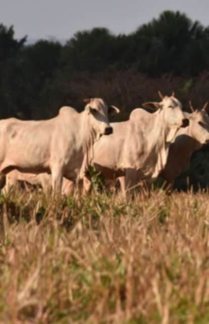 Arroba atinge R$ 338 ap&oacute;s alta de 10% e China pode impulsionar novos aumentos