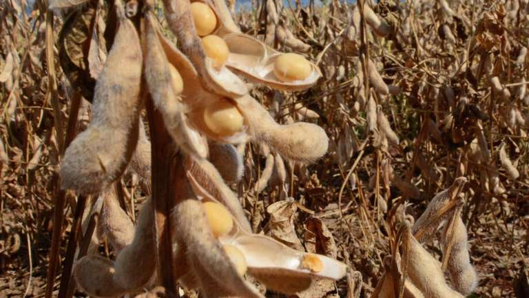 Mato Grosso do Sul j&aacute; exportou mais de US$ setecentos milh&otilde;es de soja em 2026  