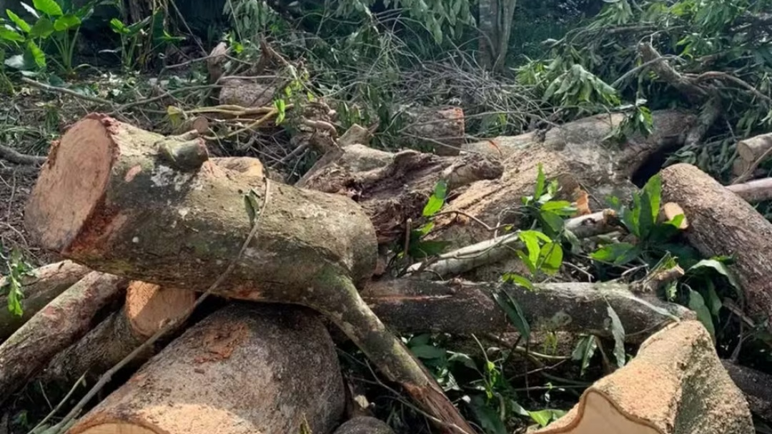 Homem morre ap&oacute;s ser atingido por &aacute;rvore durante poda em Mato Grosso do Sul