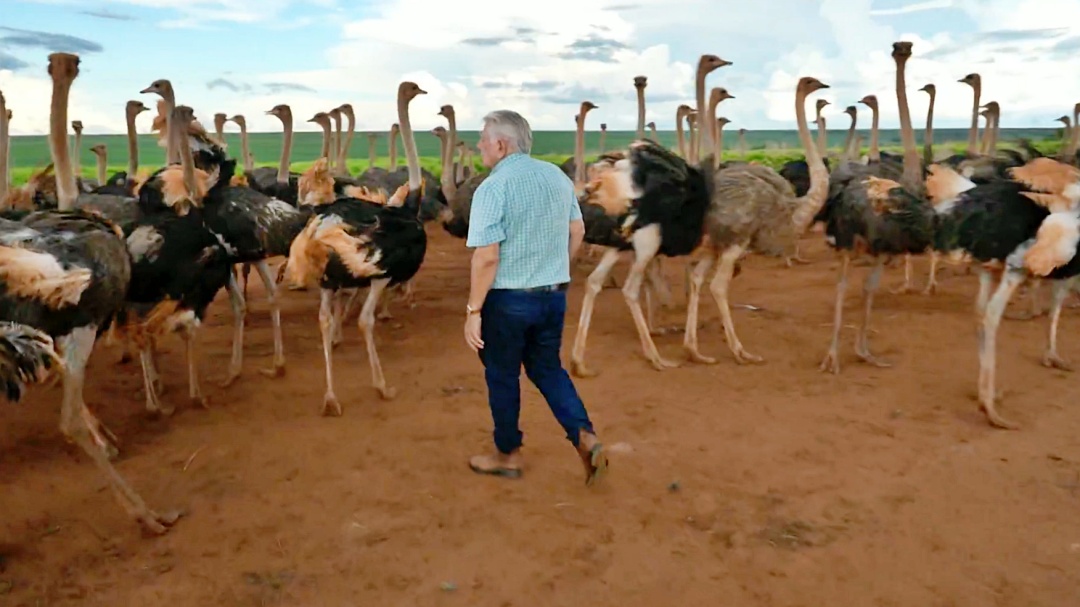 Ovo de R$ 150 e couro mais caro que o de boi: produtor lucra com mercado de avestruz 