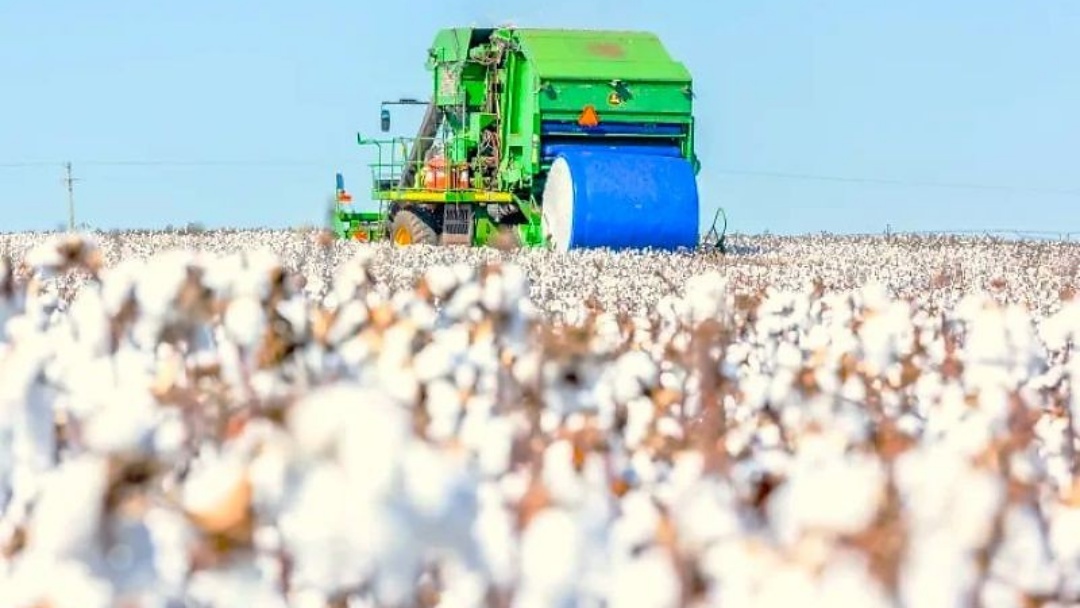 Exporta&ccedil;&otilde;es de algod&atilde;o batem recorde e sustentam mercado brasileiro