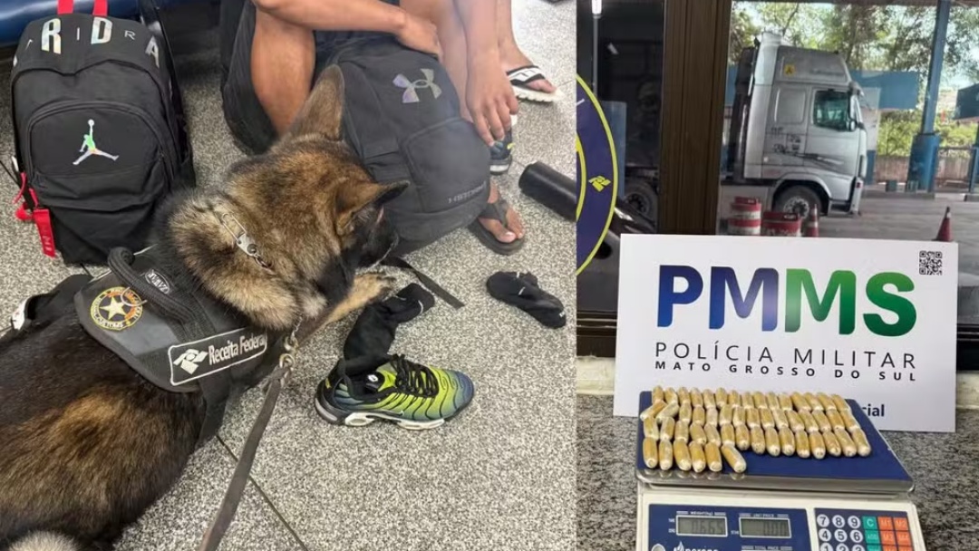 C&atilde;o farejador encontra passageiros com c&aacute;psulas de coca&iacute;na no est&ocirc;mago e nas meias na fronteira com a Bol&iacute;via