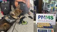 C&atilde;o farejador encontra passageiros com c&aacute;psulas de coca&iacute;na no est&ocirc;mago e nas meias na fronteira com a Bol&iacute;via