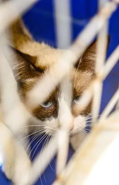 Alckmin sanciona a guarda compartilhada de pets ap&oacute;s separa&ccedil;&atilde;o de casais