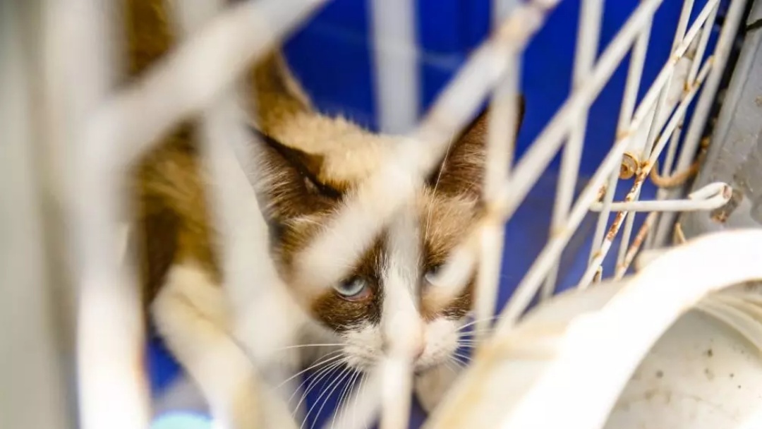 Alckmin sanciona a guarda compartilhada de pets ap&oacute;s separa&ccedil;&atilde;o de casais