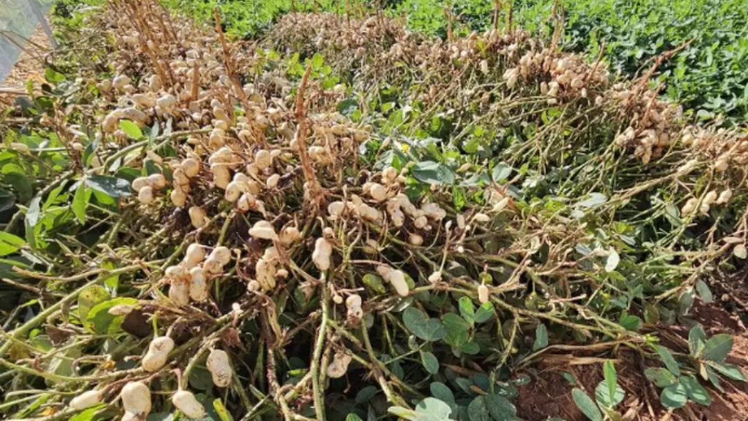 MAPA define janela ideal para plantio de amendoim em MS na safra 26/27