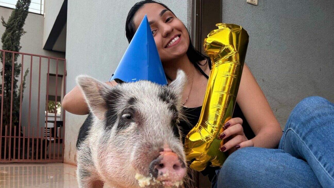 Porco passeia pelas ruas de Sidrol&acirc;ndia levado de coleira pela dona e chama aten&ccedil;&atilde;o por onde passa