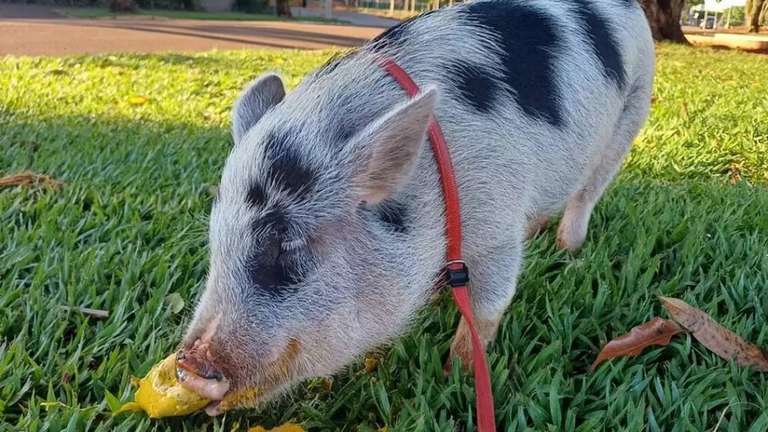 Porco passeia pelas ruas de Sidrol&acirc;ndia levado de coleira pela dona e chama aten&ccedil;&atilde;o por onde passa